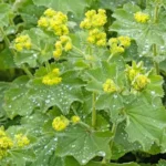 Erba stella